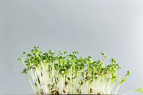 Differend types of Microgreens Stock Photos