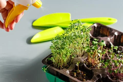 Differend types of Microgreens Stock Photos