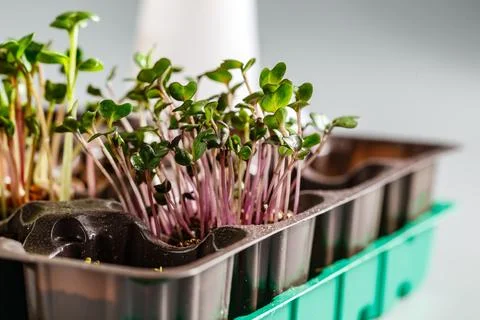 Differend types of Microgreens Stock Photos