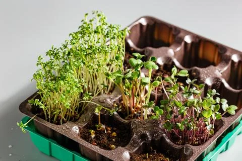 Differend types of Microgreens Stock Photos