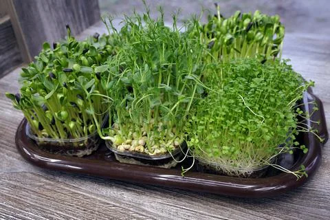 Differend types of mixed microgreens in trays on grey background. Stock Photos