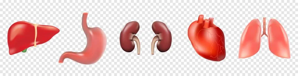 Different 3D human organs set with heart lungs liver stomach kidneys isolated on Stock Illustration