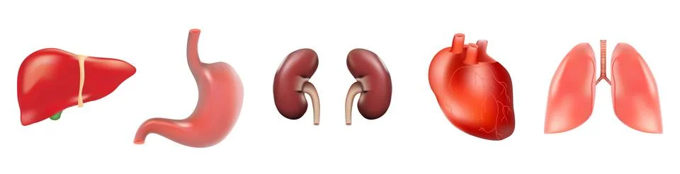 Different 3D human organs set with heart lungs liver stomach kidneys isolated on Stock Illustration