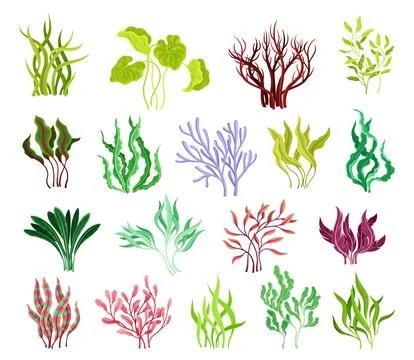 Different Algae and Seaweeds Growing on Ocean Bottom Big Vector Set 스톡 일러스트