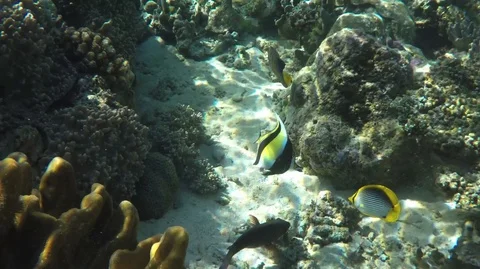 Different angelfish in coral reefs of Banda sea. Stock Footage 94373653