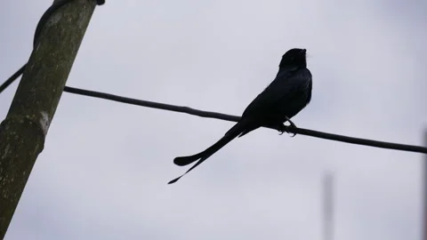 Different angle of Black drongo bird (Dicrurus macrocercus) or king crow Stock Footage 258635653