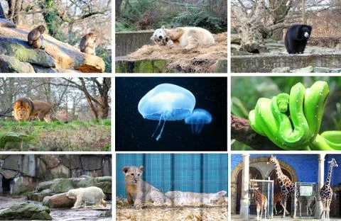 Different animals at the berlin zoo germany Stock Photos