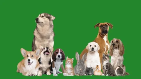 Different animals on a green screen Vídeo Stock 99048541