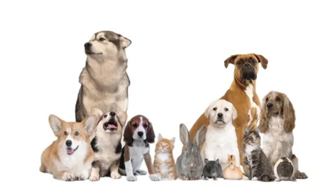Different animals on white background Stock-Footage 99048552