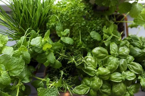 Different aromatic herbs as background, top view Stock Photos