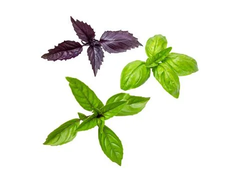 Different basil leaves Foto stock