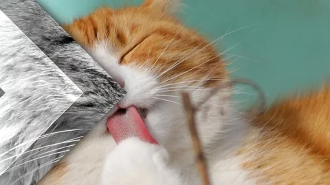 Different beautiful kittens posing head-on 스톡 동영상 139726493