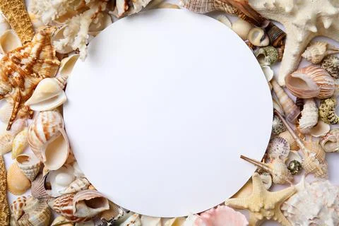 Different beautiful sea shells and blank card, flat lay. Space for text Foto stock