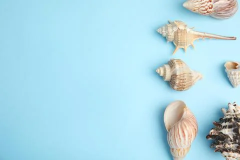 Different beautiful sea shells on light blue background, flat lay. Space for  스톡 사진