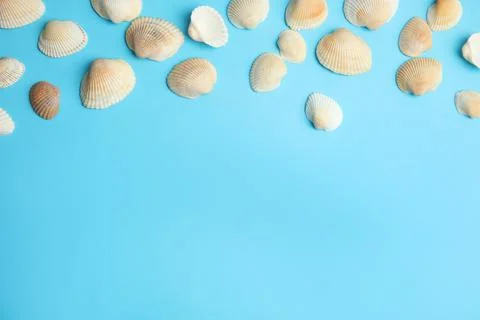 Different beautiful sea shells on light blue background, flat lay. Space for  Stockfoto's