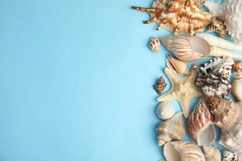 Different beautiful sea shells on light blue background, flat lay. Space for  Foto stock
