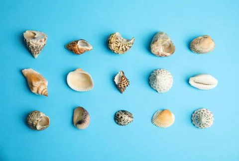 Different beautiful sea shells on light blue background, flat lay Foto stock