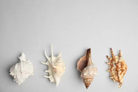 Different beautiful sea shells on light grey background, flat lay. Space for  Foto stock