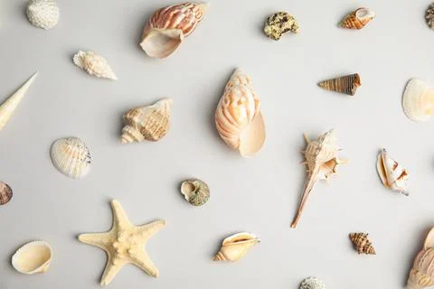 Different beautiful sea shells on light grey background, flat lay Foto stock