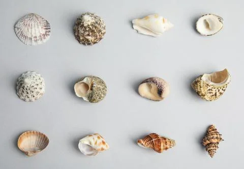 Different beautiful sea shells on light grey background, flat lay Foto stock