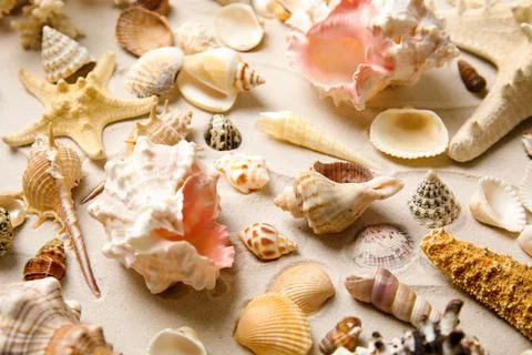 Different beautiful sea shells on sand, closeup Foto stock
