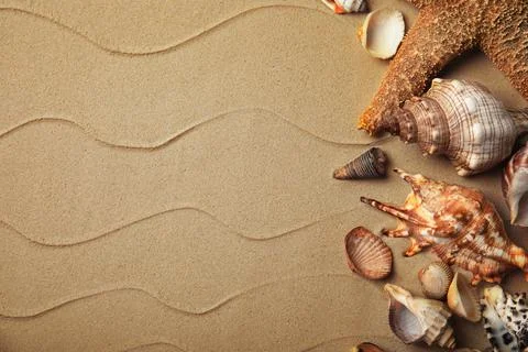 Different beautiful sea shells on sand, flat lay. Space for text Stock Photos