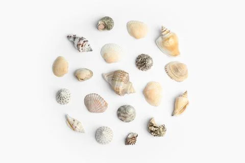Different beautiful sea shells on white background, top view Stockfoto's