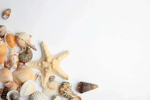 Different beautiful sea shells on white background, top view Foto stock