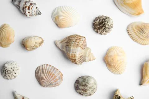 Different beautiful sea shells on white background, top view Foto stock