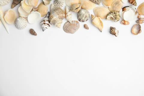 Different beautiful sea shells on white background, top view Foto stock
