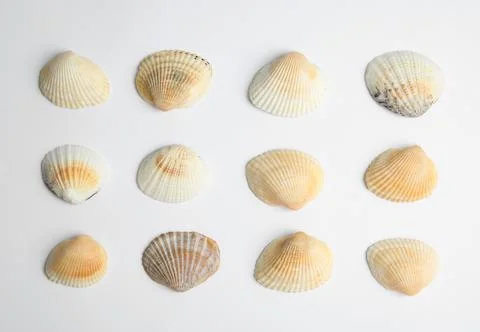 Different beautiful sea shells on white background, top view Foto stock