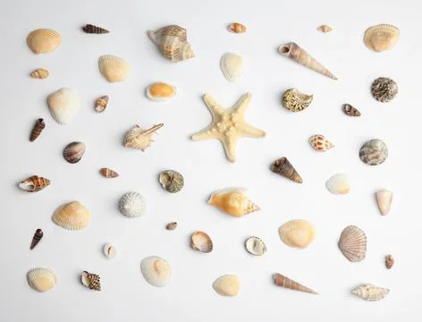 Different beautiful sea shells on white background, top view Foto stock