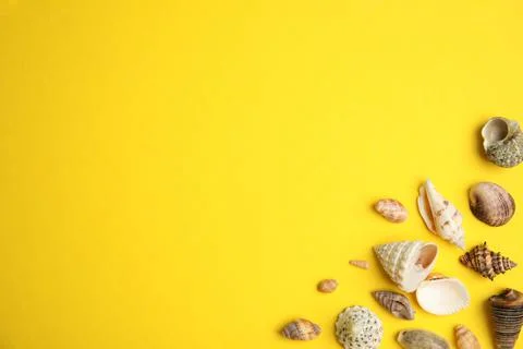 Different beautiful sea shells on yellow background, flat lay. Space for text Stock Photos