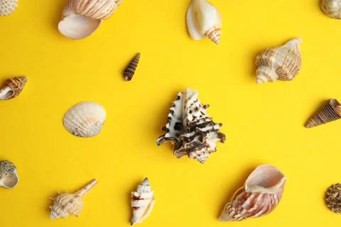 Different beautiful sea shells on yellow background, flat lay 스톡 사진