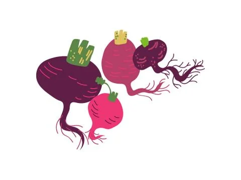 Different Beetroot Varieties Fresh Vegetable, Organic Nutritious Vegetarian Food Stock Illustration