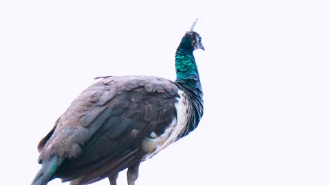 Different behaviors of a peacock isolated on a white background Stock Footage 204002128