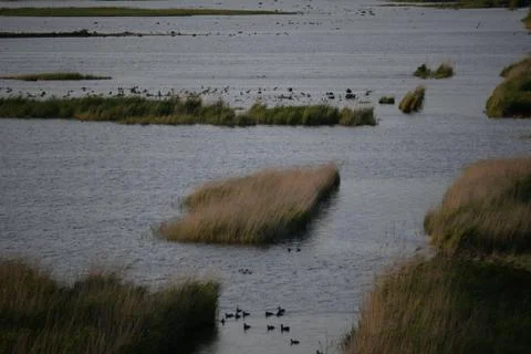 Different birds and a distant big rare eagle in the bird sanctuary Amager Fælled Stock Photos