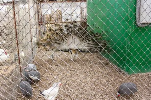 Different birds in a cage. Foto stock