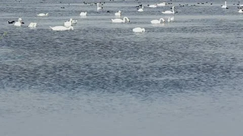 Different birds floating on a lake Stock-Footage 12274426