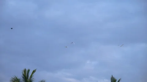 Different birds flying high in the sky, Kerala, india 動画素材 120836604