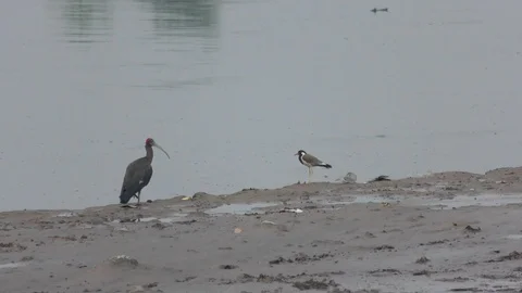 Different birds on the side of river and sand picking up fish Stock Footage 114386448