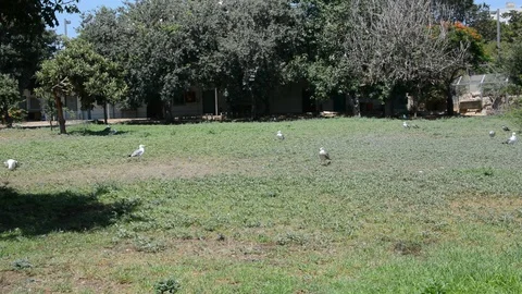 Different birds walk near a small pond. Stock Footage 112089419