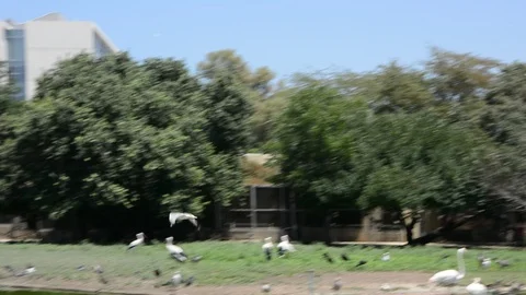 Different birds walk near a small pond. Vídeo Stock 112091148