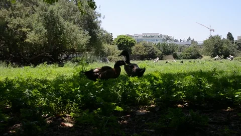 Different birds walk near a small pond. Video stock 112094271