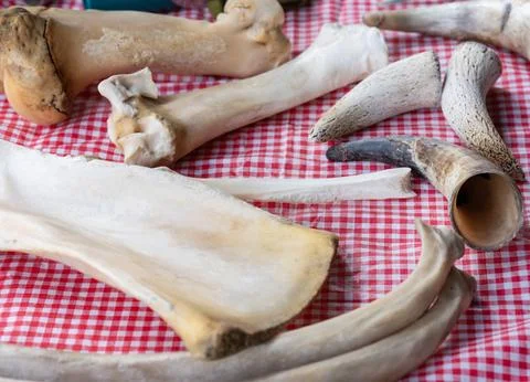 Different bones and horns of cows displayed on table top Stock Photos