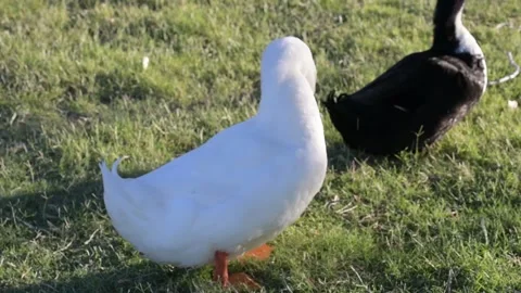 Different breed of ducks in Yuma, Arizona Stock Footage 161719401