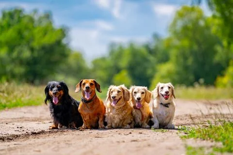Different breeds of dogs are sitting in line on nature background. Cute pets  Stock Photos