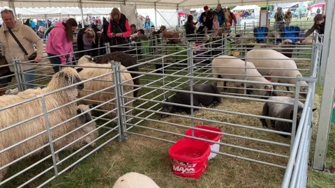 Different breeds of sheep on display at the South Suffolk Show in Ampton 库存影片 339214250