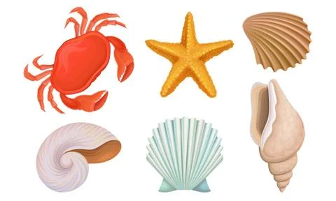 Different Bright Tropical Shells And Corals Vector Illustrations Set Stock Illustration