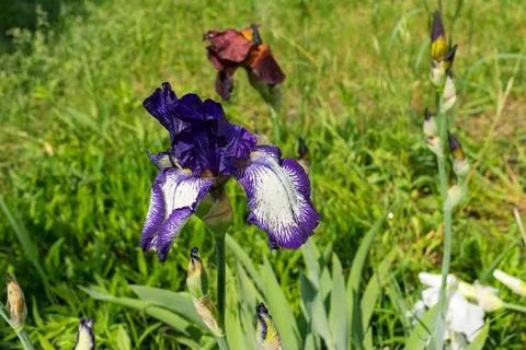 Different buds of  iris flower on a spring flower bed Stock Photos